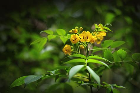 Senna Tea Benefits Side Effects And Preparations