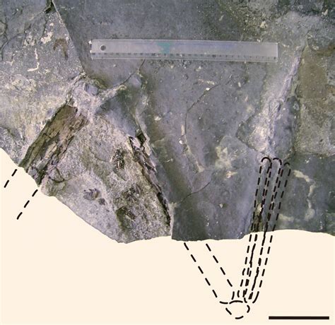 Discovery Of Aratasaurus Museunacionali Unveiling Its Presence