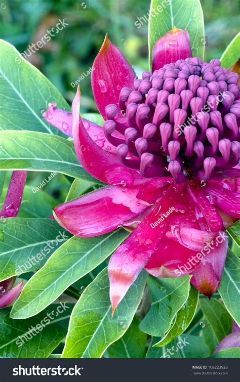 Waratah Flower Telopea Speciosissima The Floral Emblem Of New South