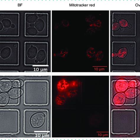 Corrected Total Cell Fluorescence Of FM4 64 Stained Cells Under