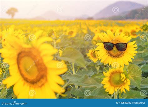 Gafas De Sol Del Girasol Que Florecen En Jard N De Los Girasoles Foto