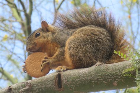 Squirrel With Cookie Smithsonian Photo Contest Smithsonian Magazine