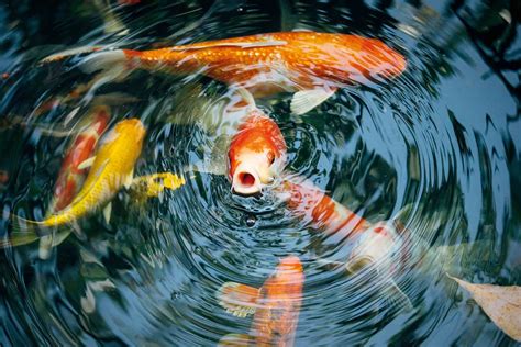 Teichfische Beliebte Fische für den Gartenteich HORNBACH