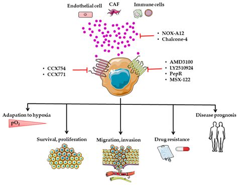 Involvement Of The Cxcl Cxcr Cxcr Axis In Regulating Primary Tumor