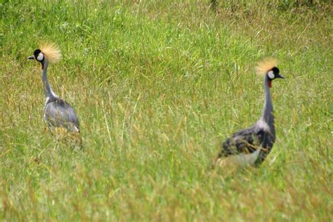 2023 5 Days Tour Tarangire Serengeti Ngorongoro Crater Lake Manyara