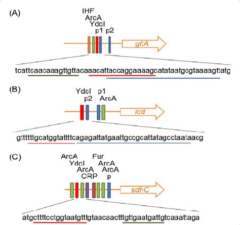 Predicted YdcI Binding Sites Upstream Of GltA Icd And SdhC Annotation