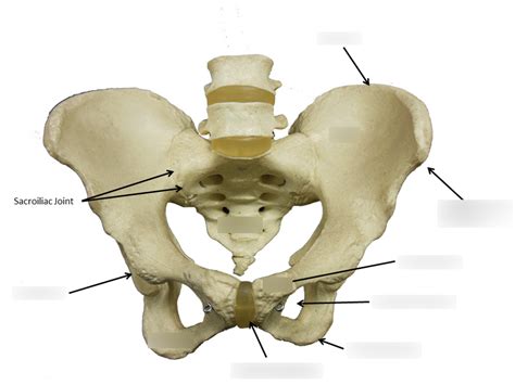 Coxal Bone Diagram Diagram Quizlet