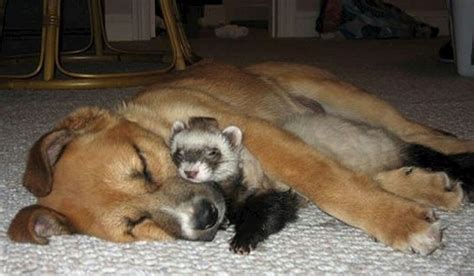 Unlikely Animal Friendships (50 pics)