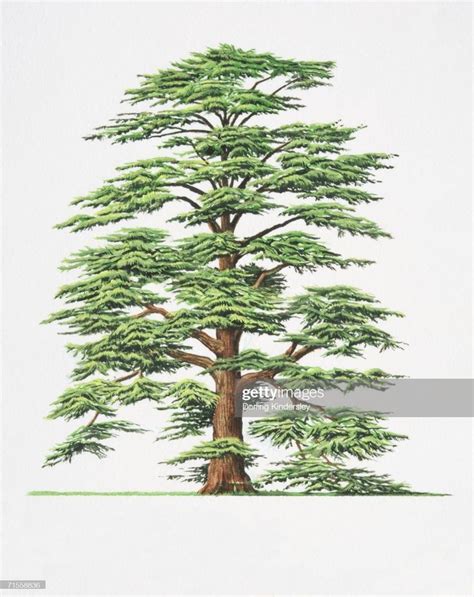 Cedrus Libani Cedar Of Lebanon Tree