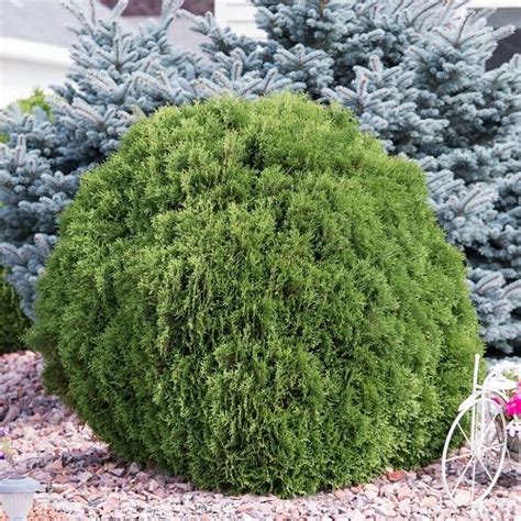 16 Different Types Of Arborvitae Varieties For Privacy