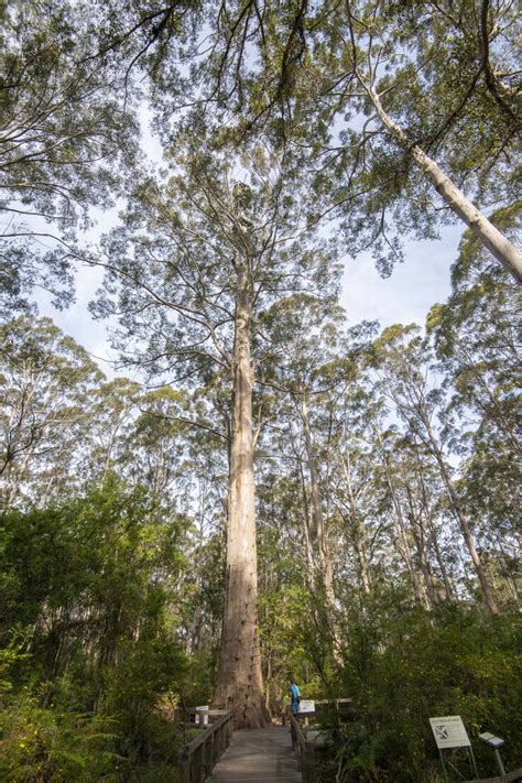 The Gloucester Tree Gloucester National Park Pemberton Western