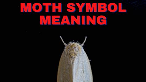 Moth Symbol Meaning A Symbol Of Transformation