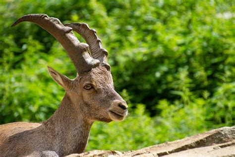 Fauna de Clima de Alta Montaña Características de Especies Animales