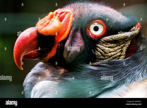 King Vulture Sarcoramphus Papa Detail Of Head With Beak Stock Photo