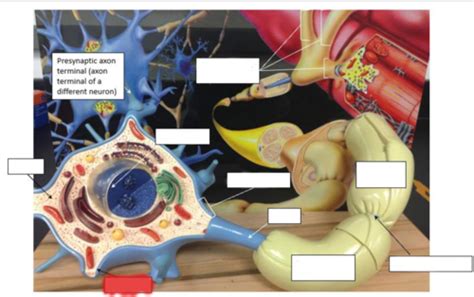 Psio Lab Practical Nervous System Flashcards Quizlet