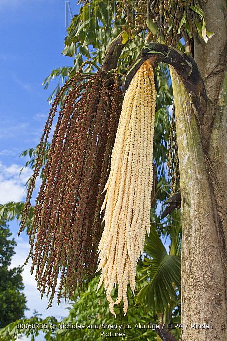 Minden Pictures Fishtail Palm Caryota Sp Flowering Clusters And