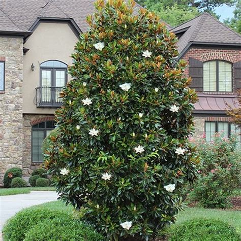 Magnolia Grandiflora Little Gem Dwarf Evergreen Magnolia Tree