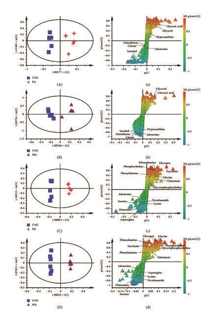 Opls Da Scores Plots And Corresponding S Plots From The Cag And Ea