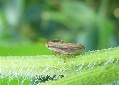 Common Meadow Spittlebug Vittata Variety Philaenus Spumarius