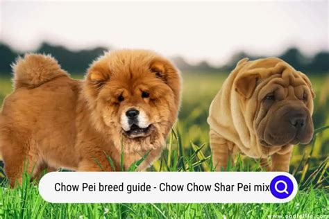 Chow Pei Breed Guide (Chow Chow Shar Pei Mix) - Oodle Life