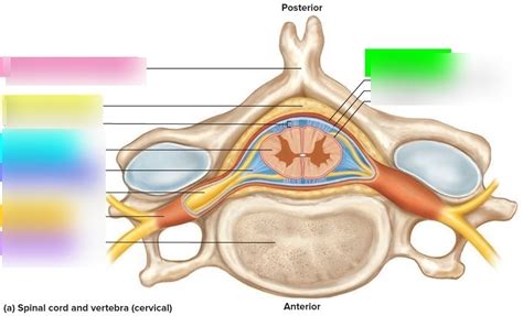 Meninges Diagram | Quizlet