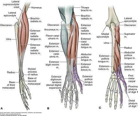 Interior : Ligament Google Search Medical Anatomyterminology Wrist ...