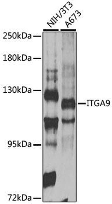 Anti Itga9 抗体 Cab14007 Assay Genie