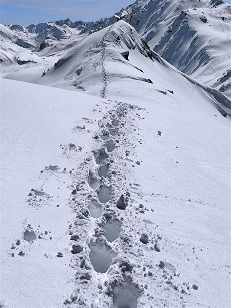 Sentisch Horn 2827m Aktuelle Verhältnisse vom 19 03 2024 auf der