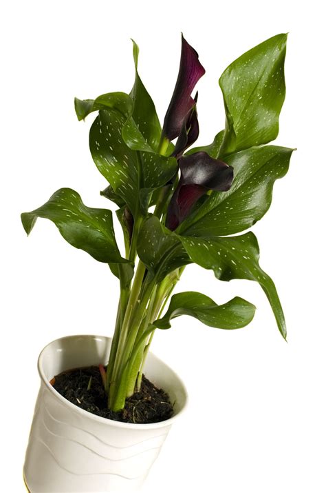 What You Must Know About Potted Calla Lily Care