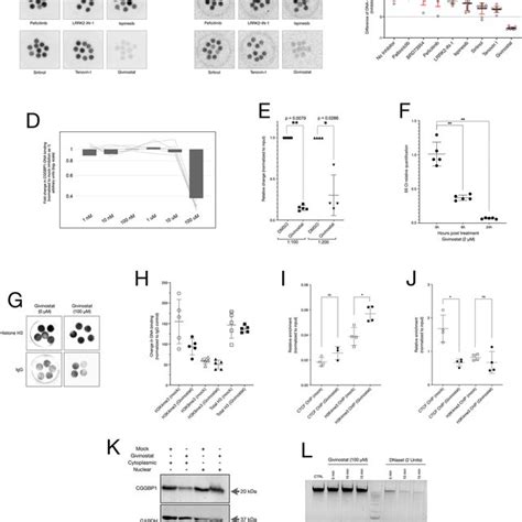 A Schematic Representation Of The Dot Blot And Immunodetection Dbid