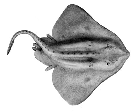 skate fish how to cook