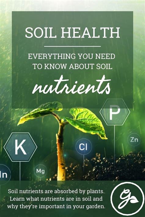 Soil Nutrients Everything You Need To Know Nutrient Soil