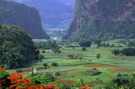 CUBA’S NATIONAL Flower * La Flor Nacional de Cuba. | The History ...