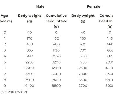 Expected weight of broiler chicken: Are you getting it right? | Poultry ...