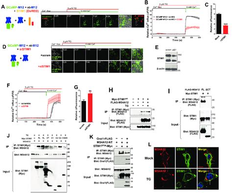 STIM1 Overexpression Inhibits Thapsigargin TG And Ca 2 Dependent