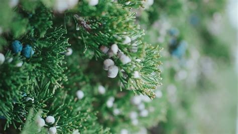 Juniper Trees Stock Video Footage - 4K and HD Video Clips | Shutterstock