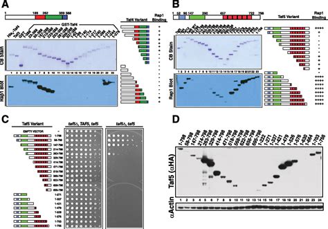 Direct Transactivator Transcription Factor Iid Tfiid Contacts Drive Yeast Ribosomal Protein