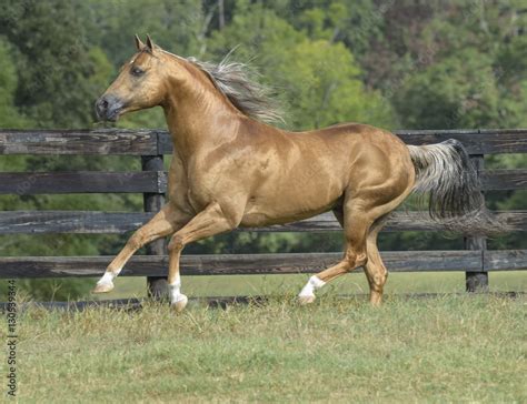 Palomino Quarter Horse stallion running Stock Photo | Adobe Stock