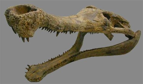 File:Sarcosuchus skull.JPG - Wikimedia Commons