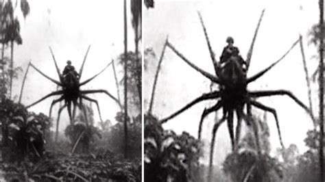 Homem Encontra Aranha Gigante Enquanto Caminha Pela Selva Do Congo Mas