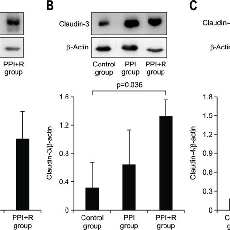 A Western Blot Analysis For Claudin 1 In Each Group There Were No