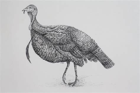 Turkey Drawing By Syed Akheel, Drawing Fine Art for Sell