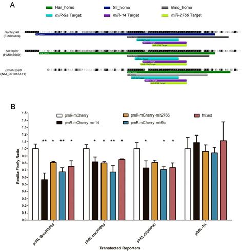 Conserved Mirna Target Sites In Utrs Of Hsp Genes A Homologous