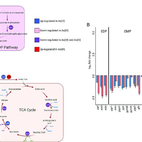 Differentially Expressed Genes Degs Involved In Central Carbon