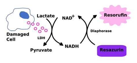 ldh cytotoxicity assay tribioscience