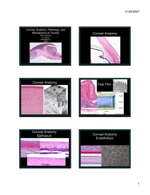 Fillable Online Cornea Anatomy Pathology And Fax Email Print PdfFiller