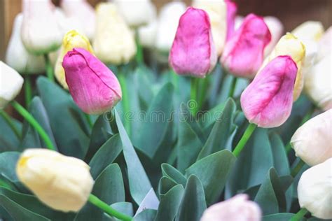 Bos Roze En Witte Tulpen Het Landschap Van De Lente Stock Foto Image