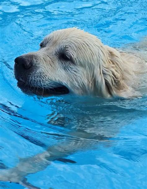 Top 8 Best Dog Pool Ramps, Steps & Ladders for Above Ground Pools!