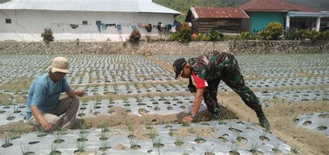 Buka Lahan Kosong Untuk Ditanami Tanaman Produktif Babinsa Bantu