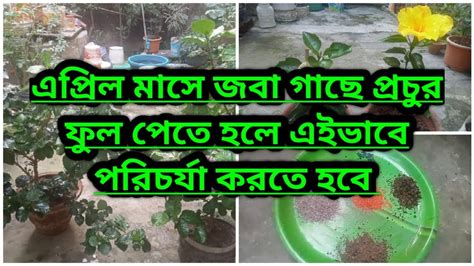 এপ্রিল মাসে জবা গাছে প্রচুর ফুল পেতে হলে এইভাবে পরিচর্যা করতে হবে